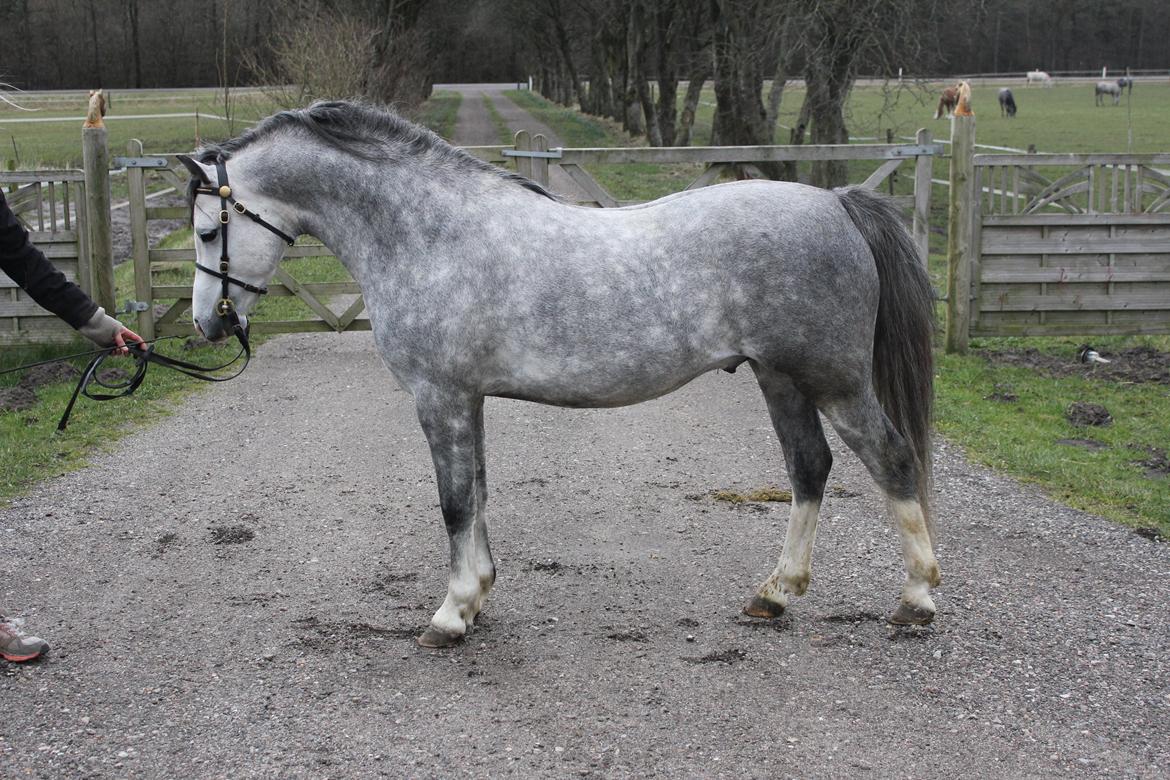 Welsh Pony (sec B) Bjerregårds Sonny Boy billede 17
