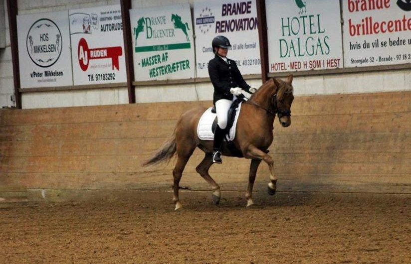 New Forest | Skovlys Günther | B-pony - Brande C-stævne, marts 2014. Pony synes da lige, at alle skulle se hans flotte passage! Foto: Anna Pless <3 billede 4