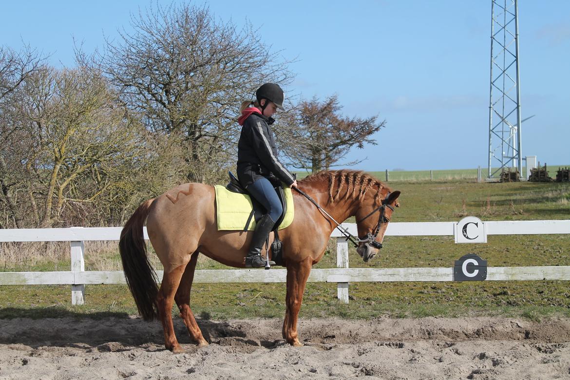 New Forest Engdalens Wendy - min bedste ven <3 - Dressur træning d. 16-3/14 - P E R F E K T parade, 3 gang med Hackamore <3 Foto: Naja billede 43