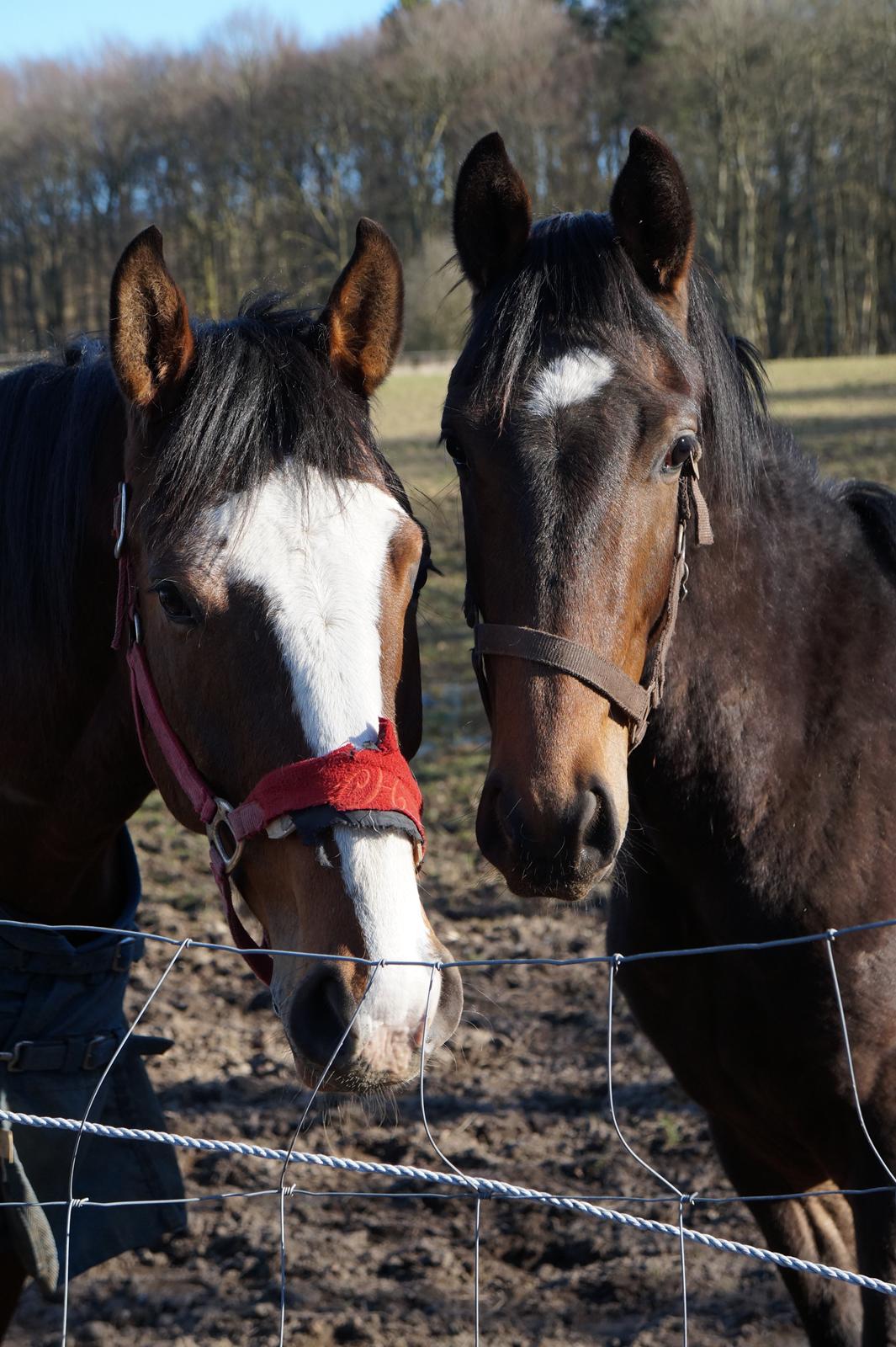 Dansk Varmblod Don Caramo billede 5