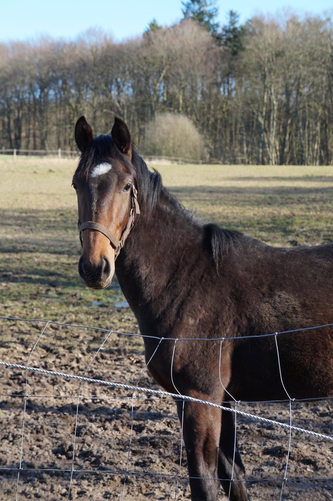 Dansk Varmblod Don Caramo billede 17