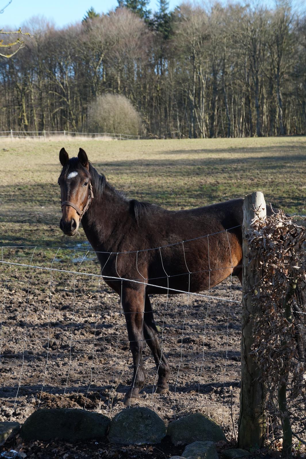 Dansk Varmblod Don Caramo billede 12