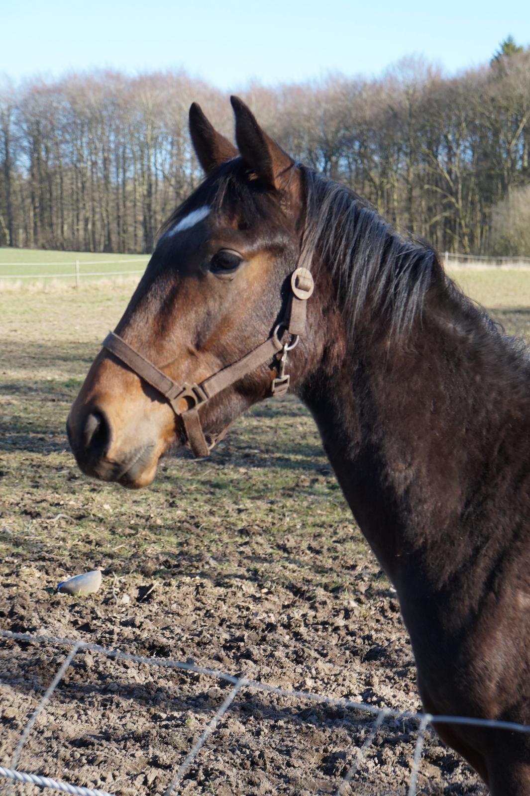 Dansk Varmblod Don Caramo billede 6