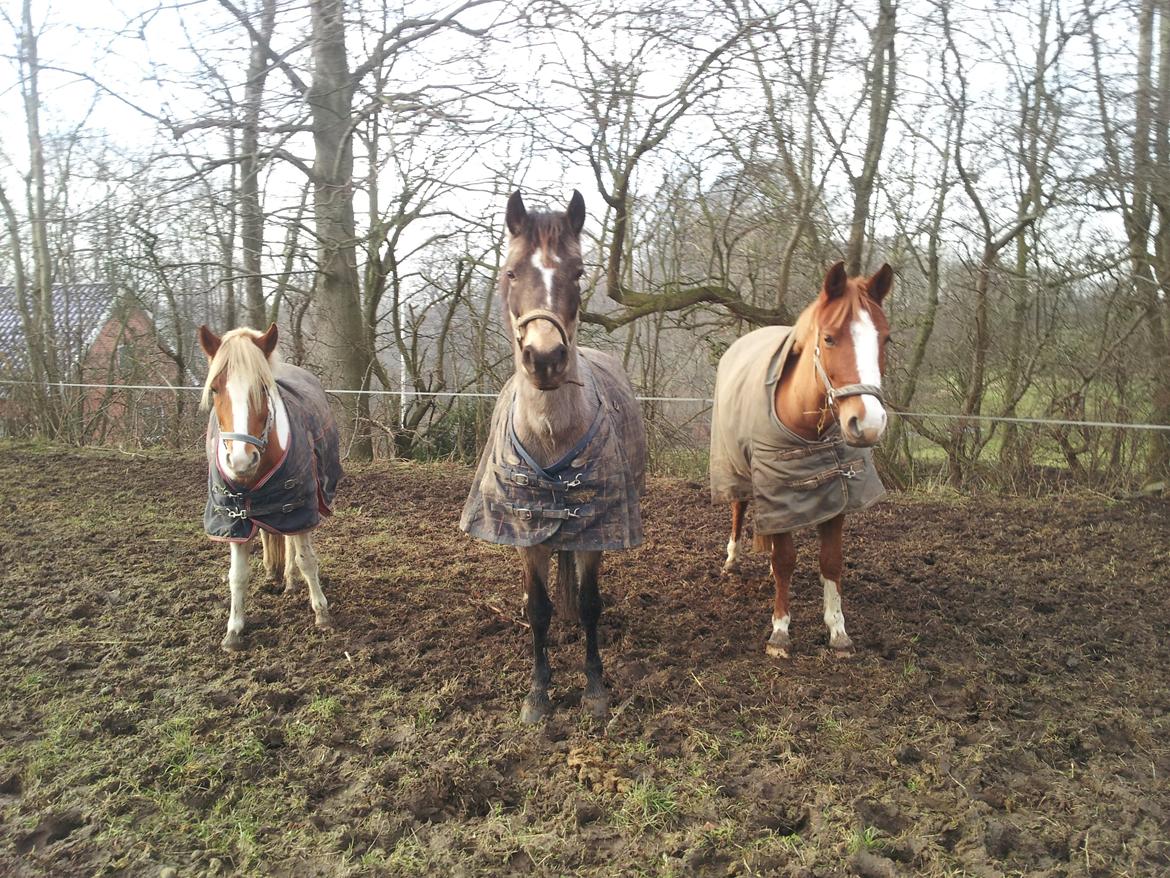 DSP Marielunds Fleue Delis billede 8