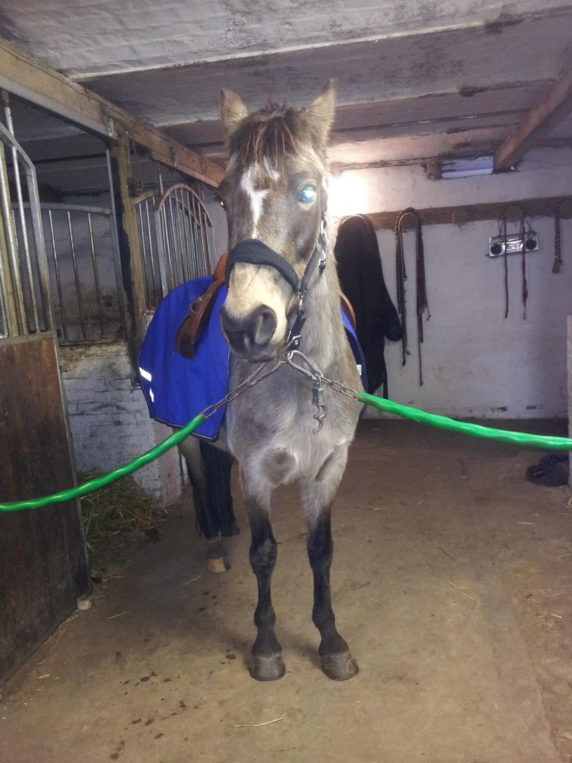 DSP Marielunds Fleue Delis billede 9