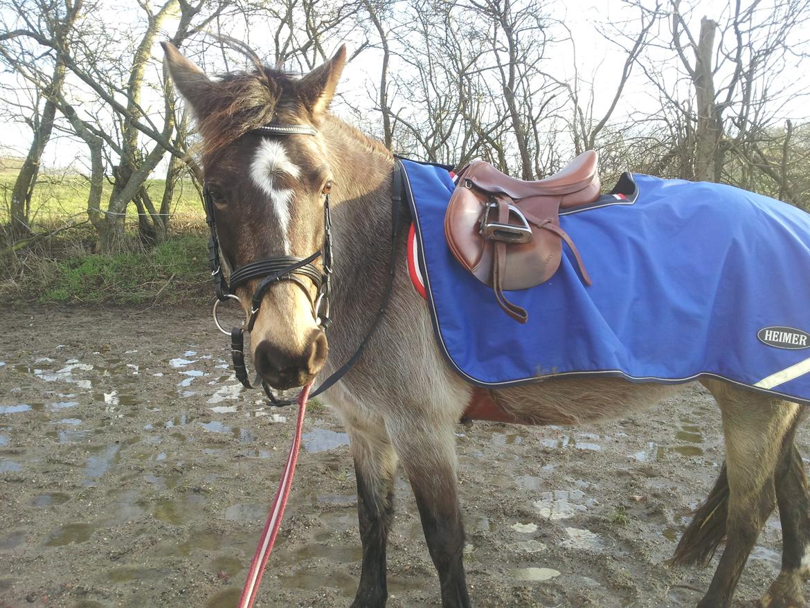 DSP Marielunds Fleue Delis billede 10