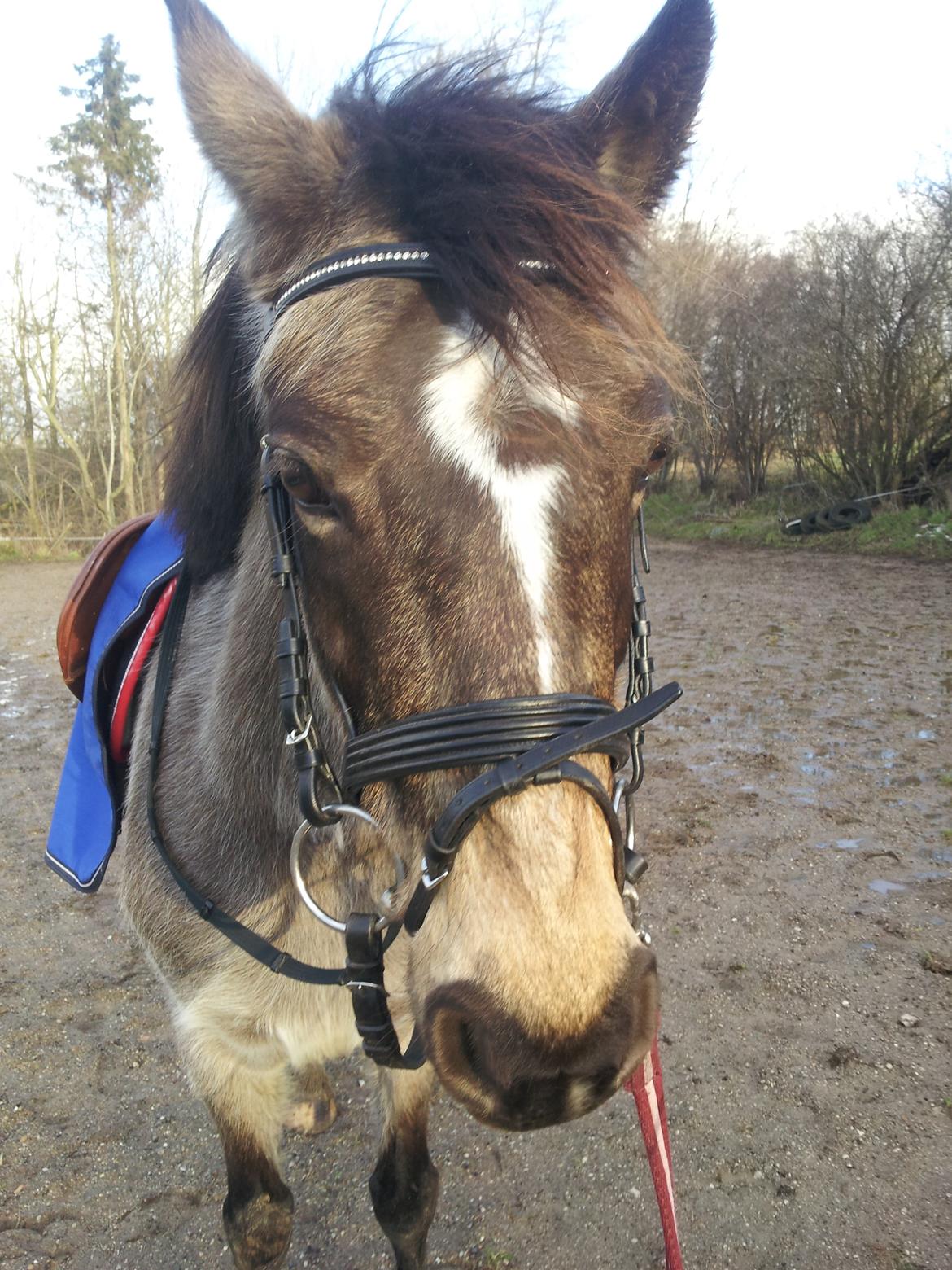 DSP Marielunds Fleue Delis billede 11