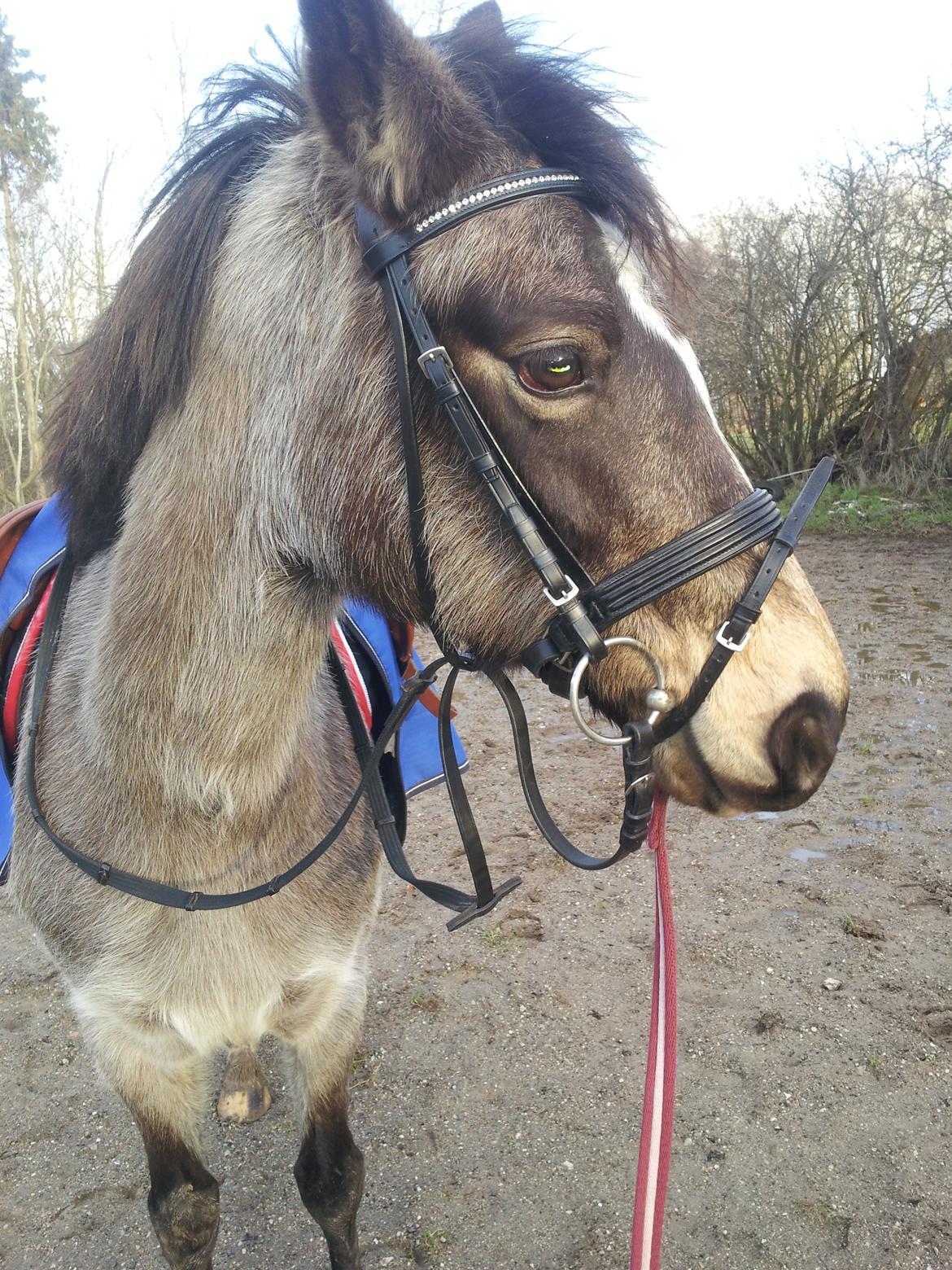 DSP Marielunds Fleue Delis billede 12