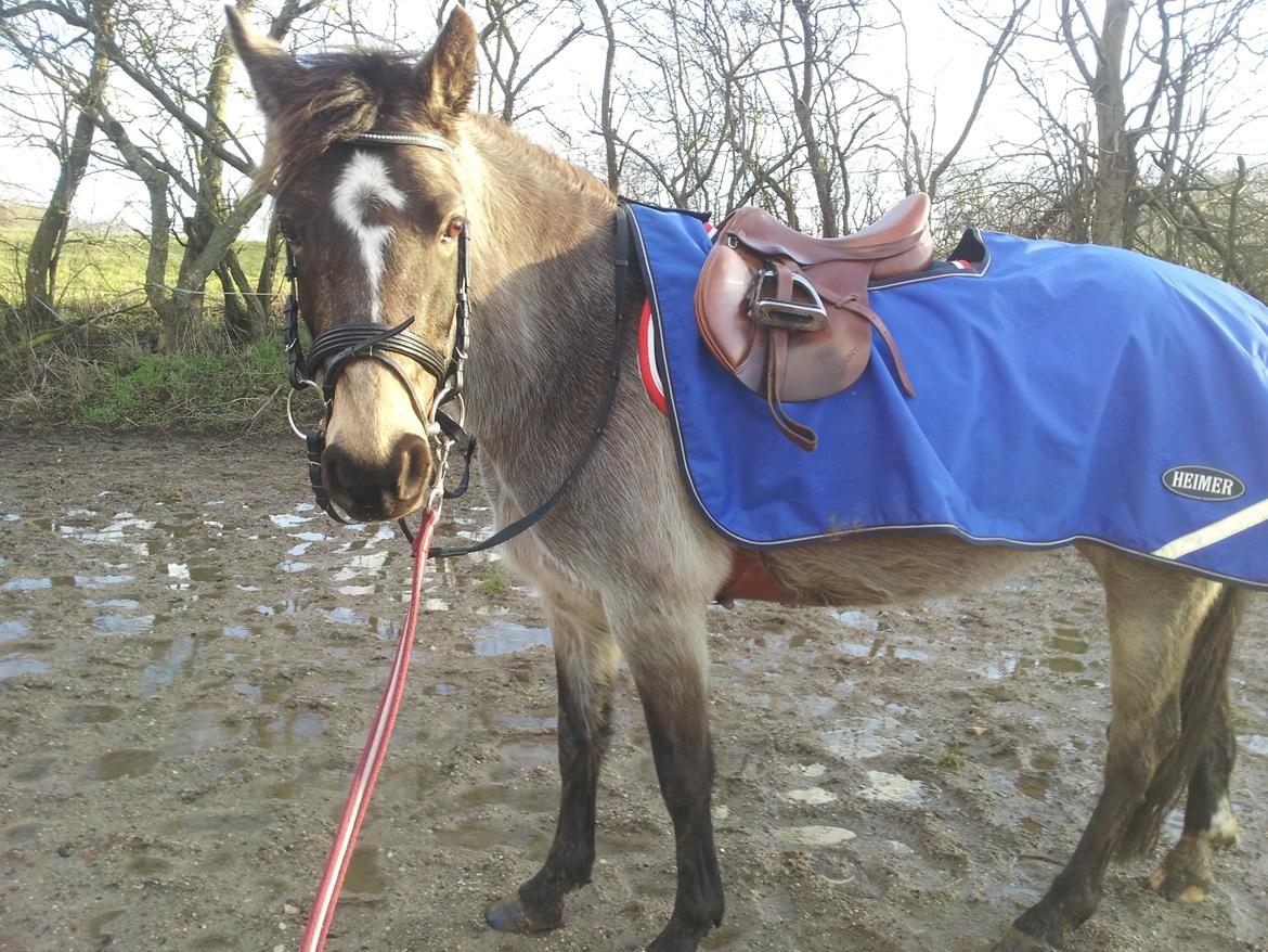 DSP Marielunds Fleue Delis billede 13