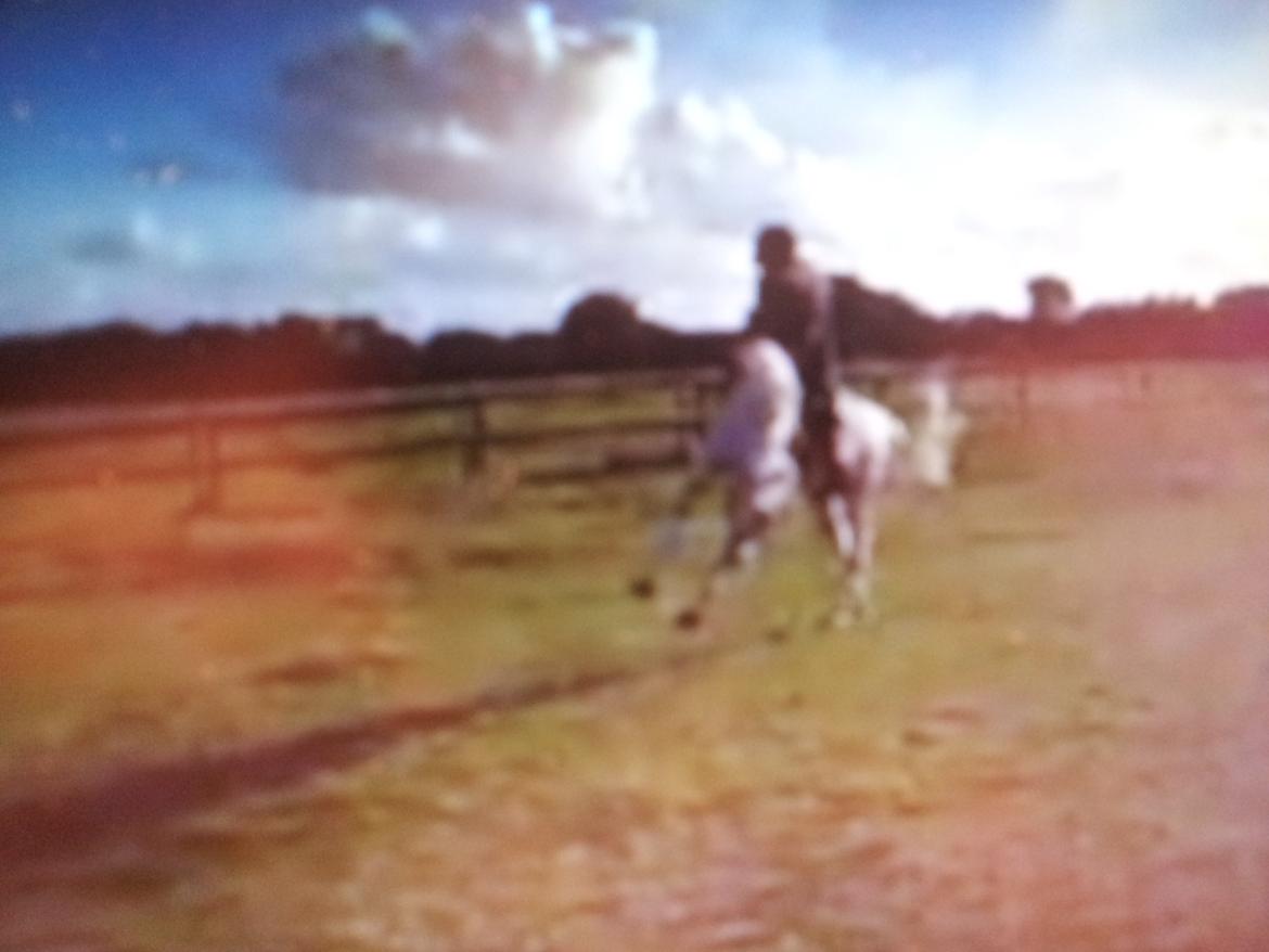 Anden særlig race Igors Silver Speedy billede 12