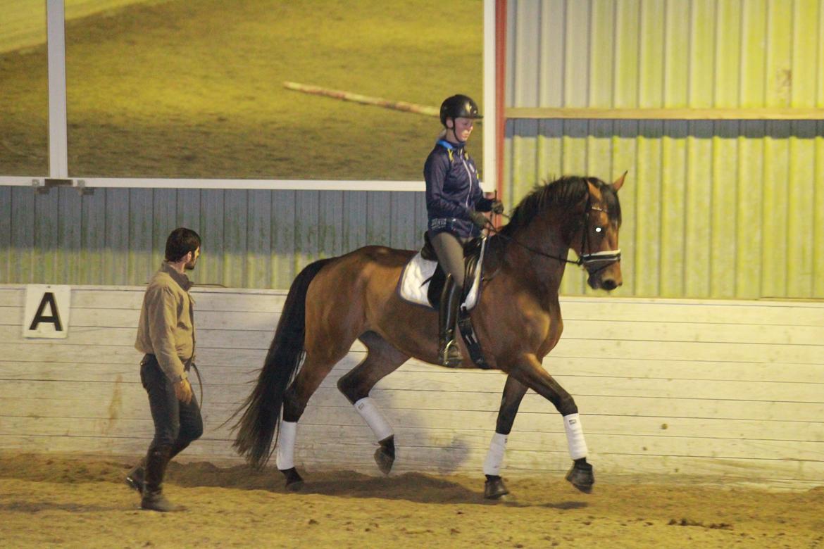 Dansk Varmblod Steensgaards Luna - FOTO: Simone Kristensen, Kursus den 16. marts  billede 14