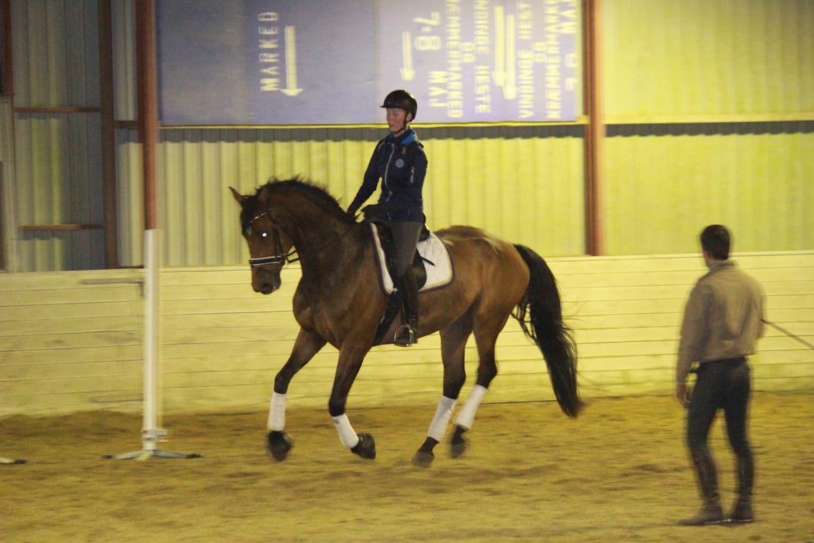 Dansk Varmblod Steensgaards Luna - FOTO: Simone Kristensen billede 16