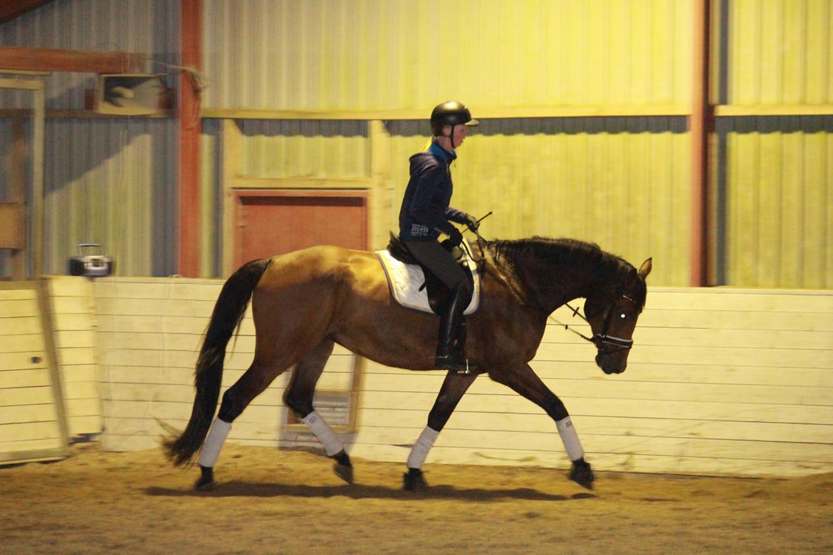 Dansk Varmblod Steensgaards Luna - FOTO: Simone Kristensen billede 17