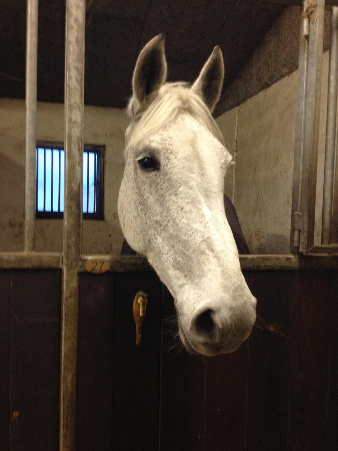 Irsk Sportspony Dalestown Double Trouble billede 1