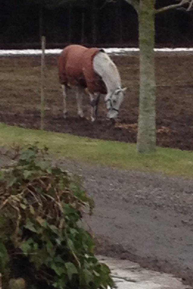 Irsk Sportspony Dalestown Double Trouble billede 2