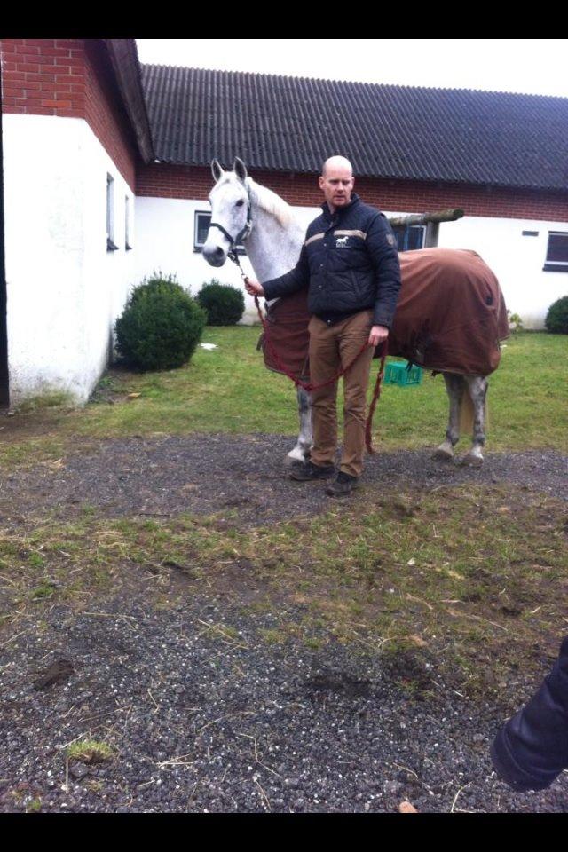 Irsk Sportspony Dalestown Double Trouble billede 3