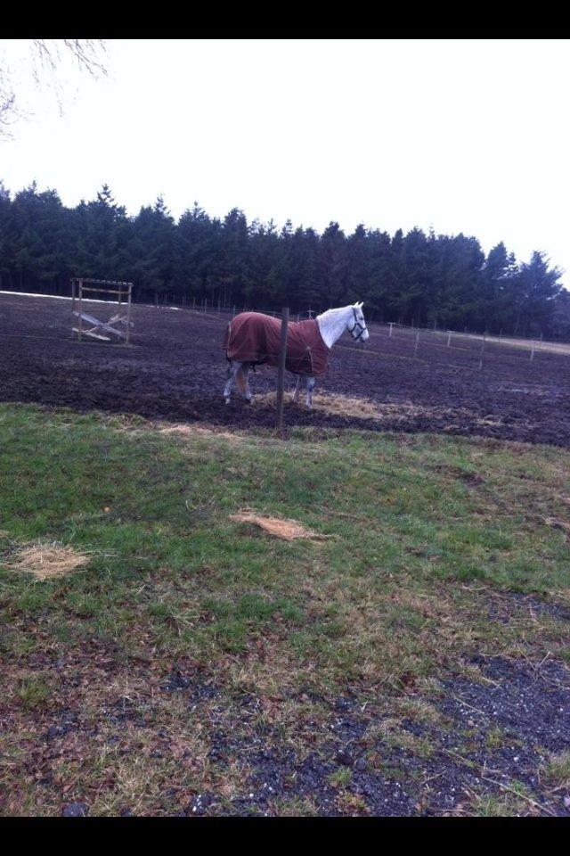 Irsk Sportspony Dalestown Double Trouble billede 4