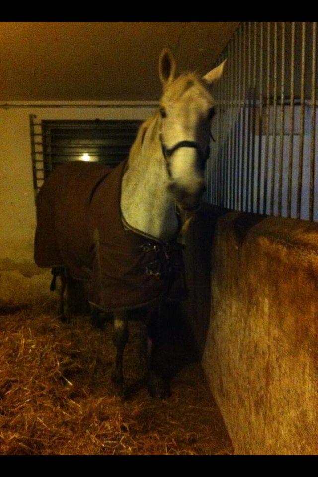 Irsk Sportspony Dalestown Double Trouble billede 5