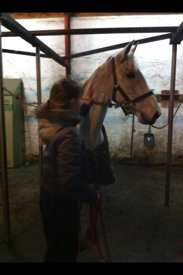 Irsk Sportspony Dalestown Double Trouble billede 6