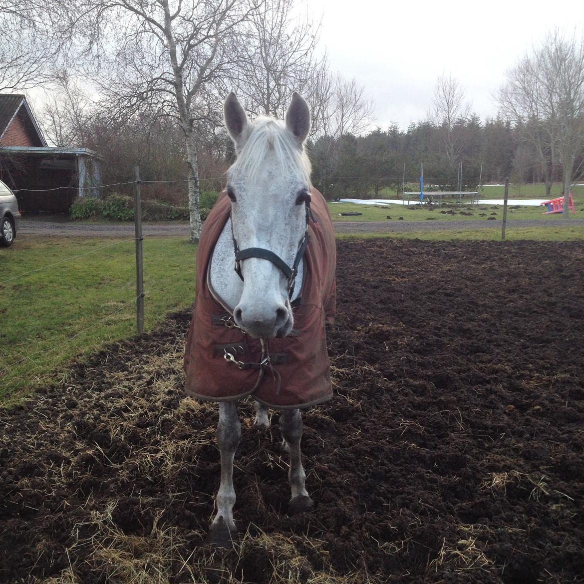 Irsk Sportspony Dalestown Double Trouble billede 7