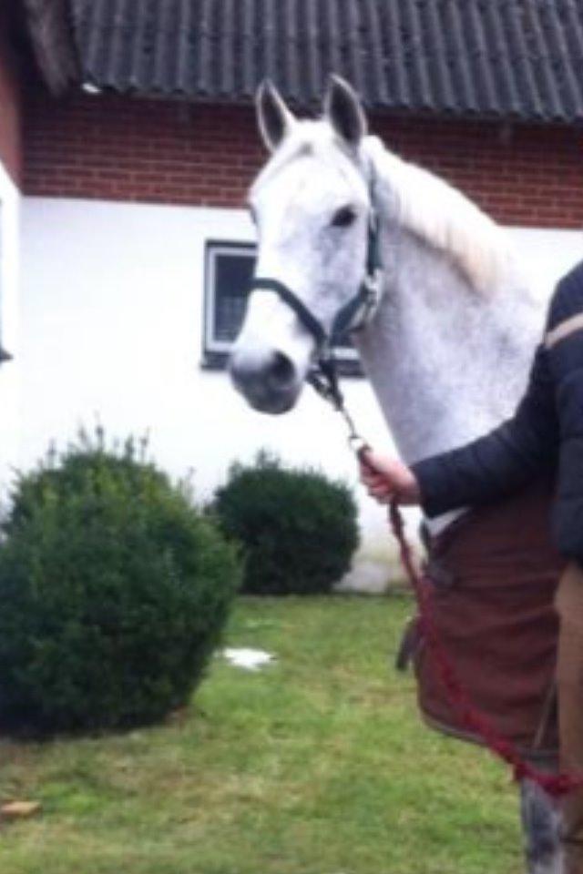 Irsk Sportspony Dalestown Double Trouble billede 8