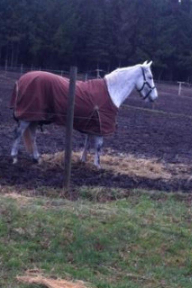 Irsk Sportspony Dalestown Double Trouble billede 9