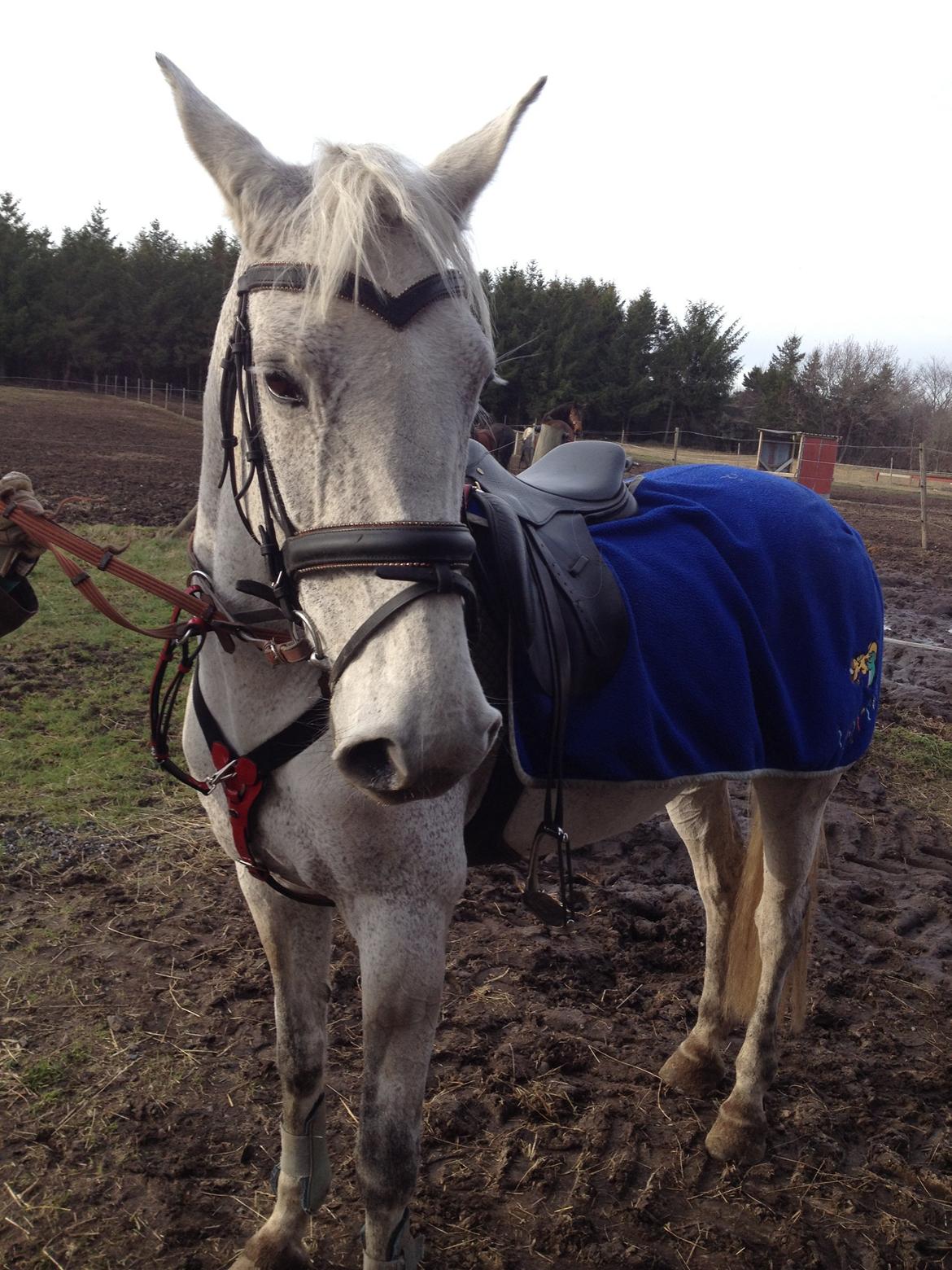 Irsk Sportspony Dalestown Double Trouble billede 10