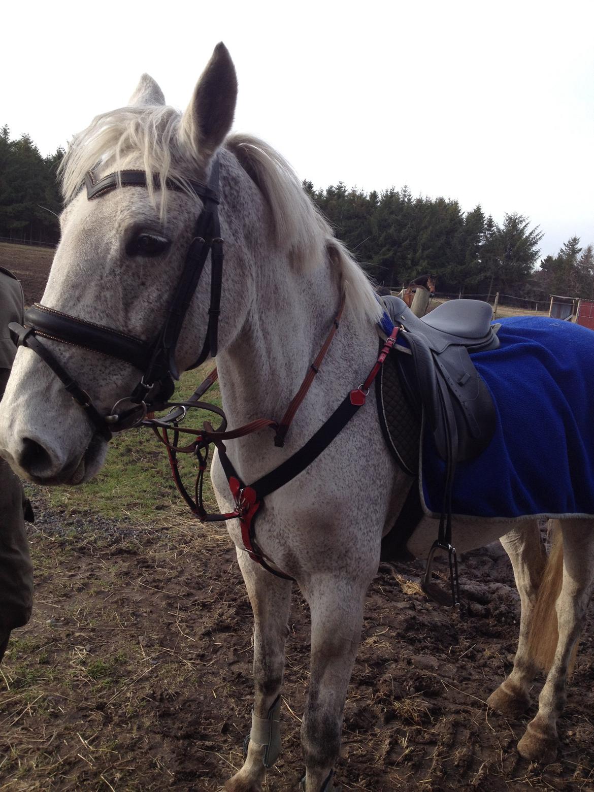 Irsk Sportspony Dalestown Double Trouble billede 11