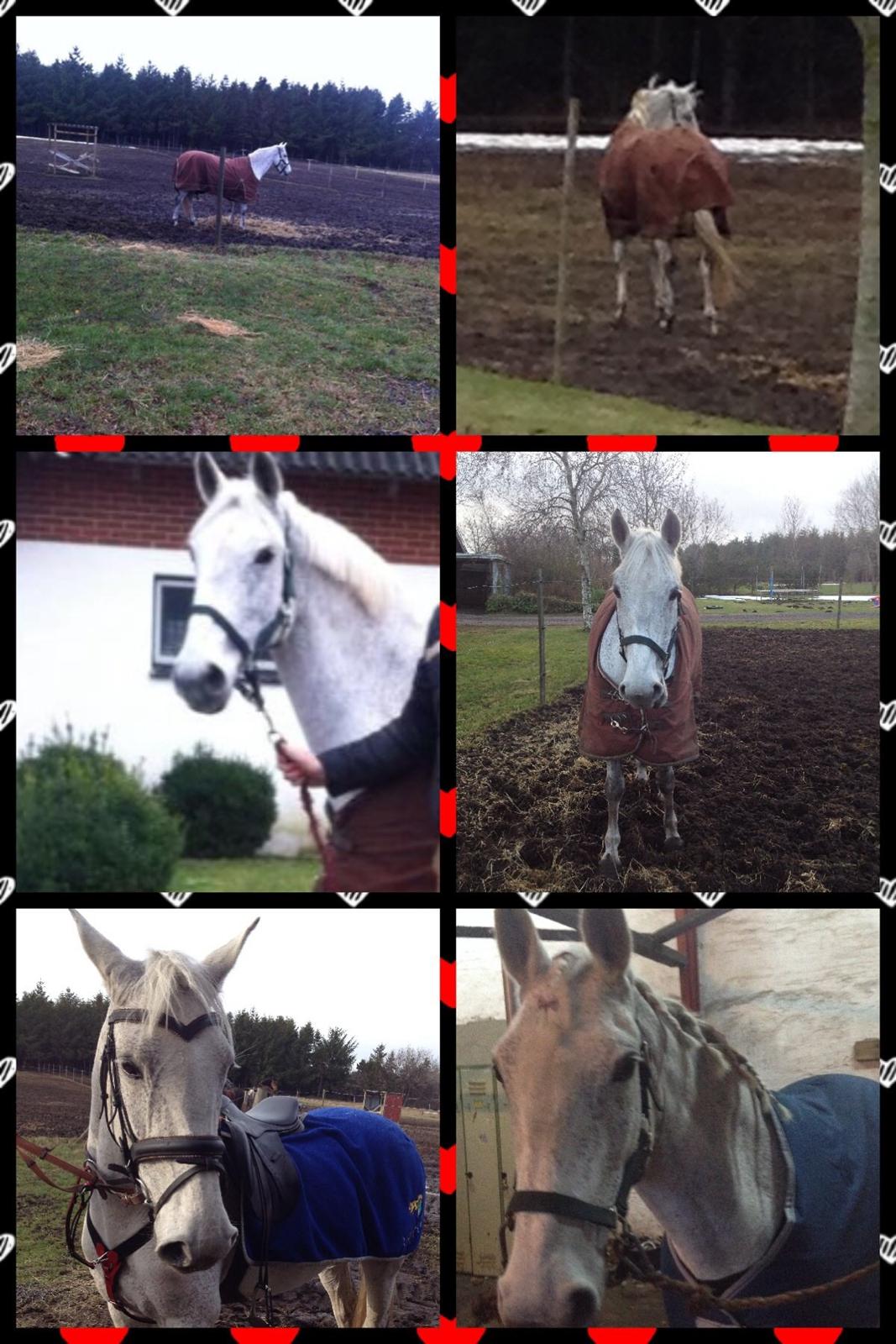 Irsk Sportspony Dalestown Double Trouble billede 12