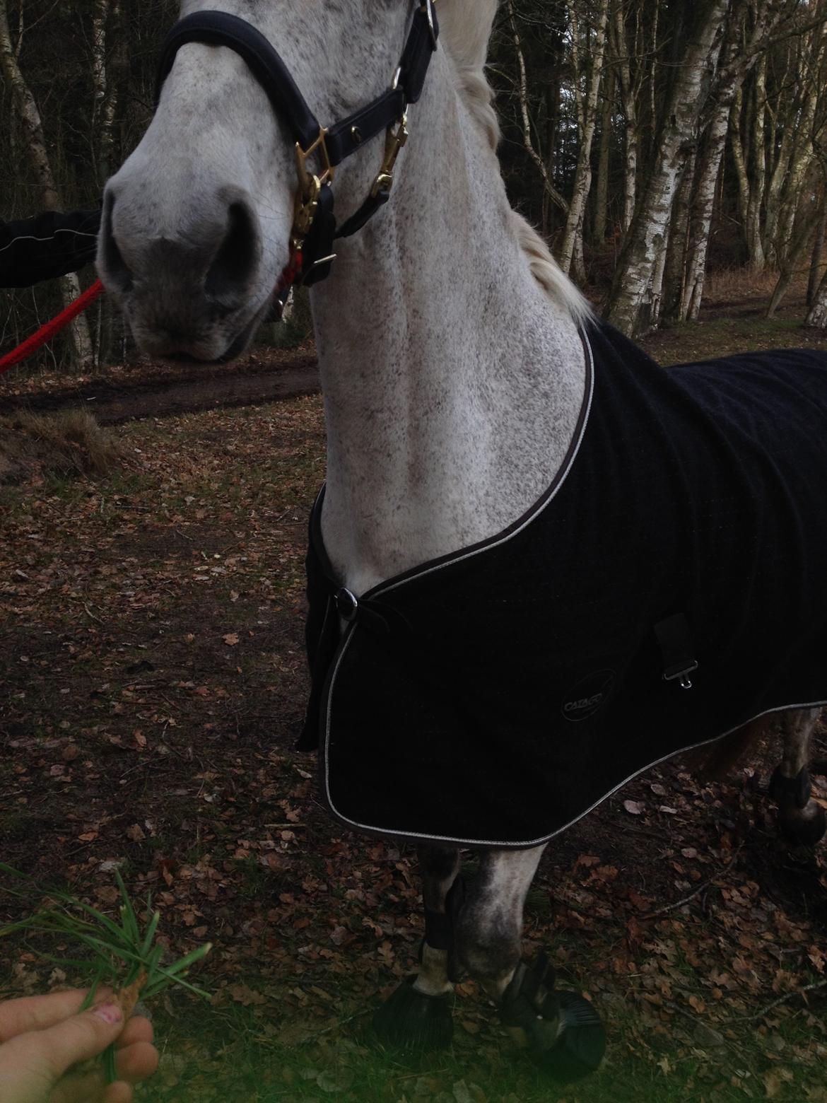 Irsk Sportspony Dalestown Double Trouble billede 13