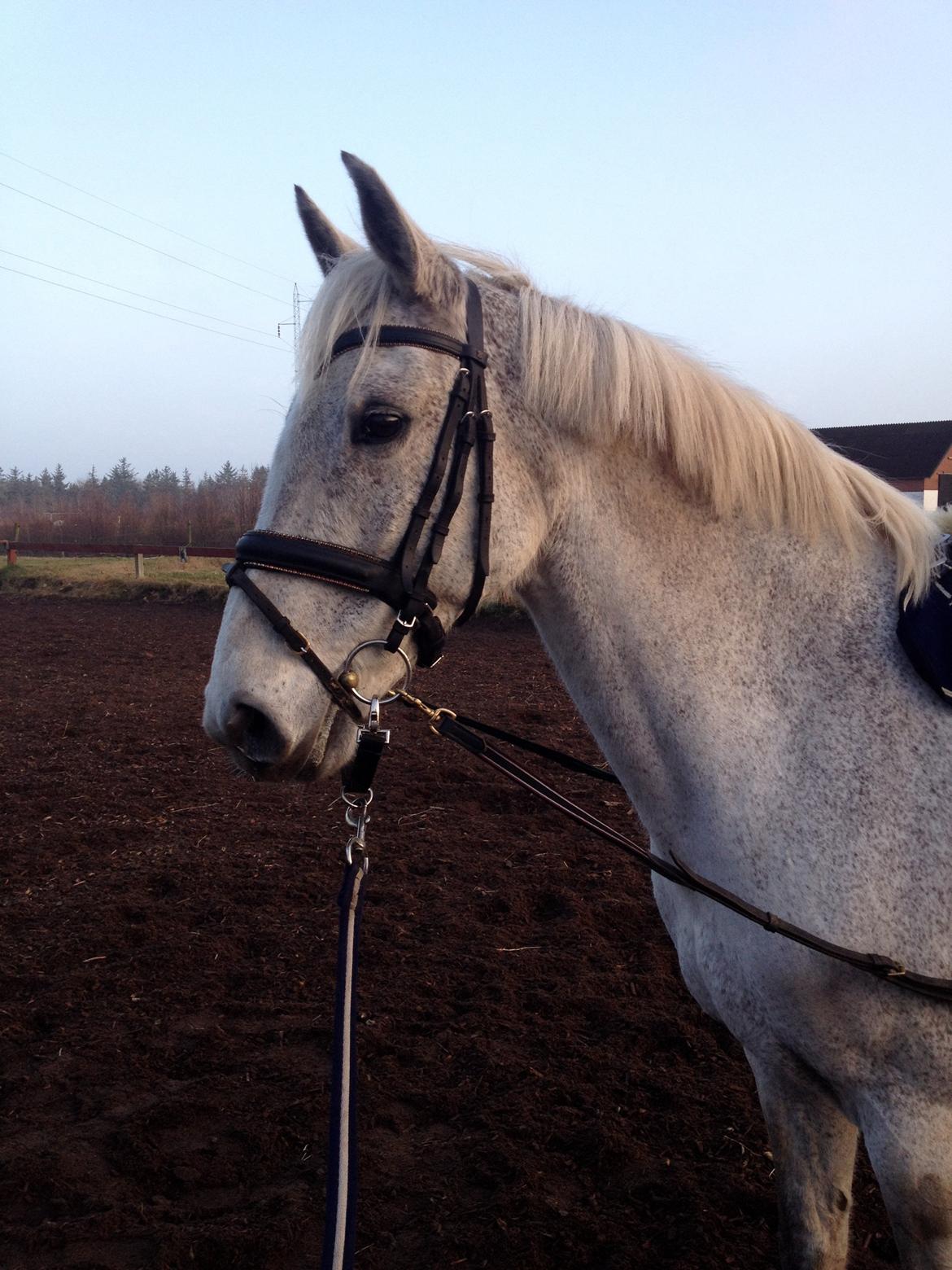 Irsk Sportspony Dalestown Double Trouble billede 14