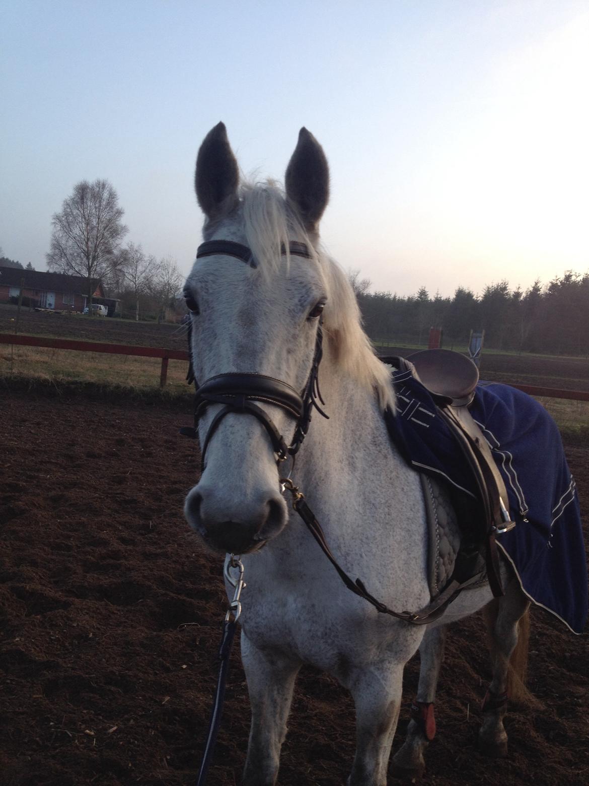 Irsk Sportspony Dalestown Double Trouble billede 15