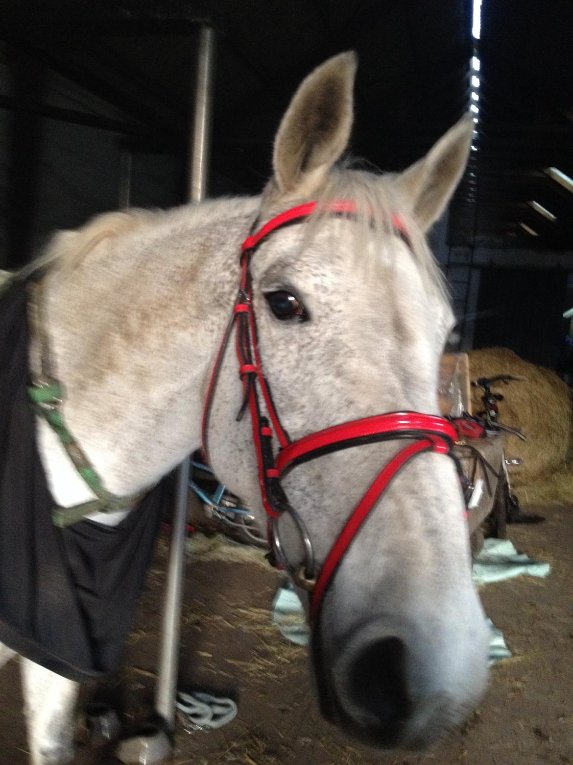 Irsk Sportspony Dalestown Double Trouble billede 16