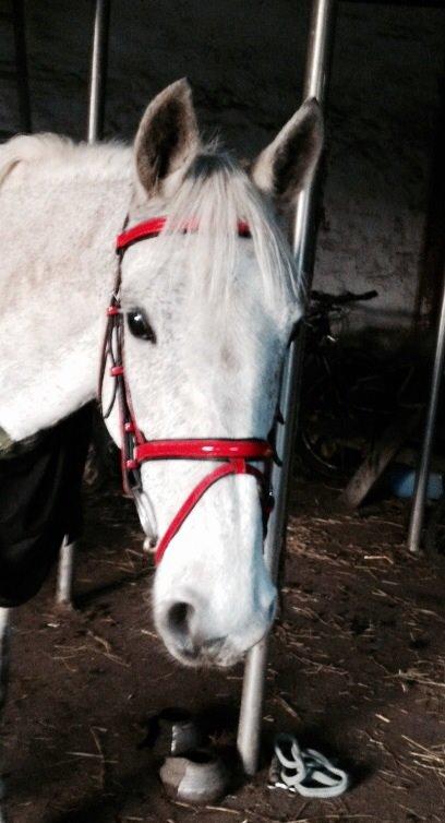 Irsk Sportspony Dalestown Double Trouble billede 17