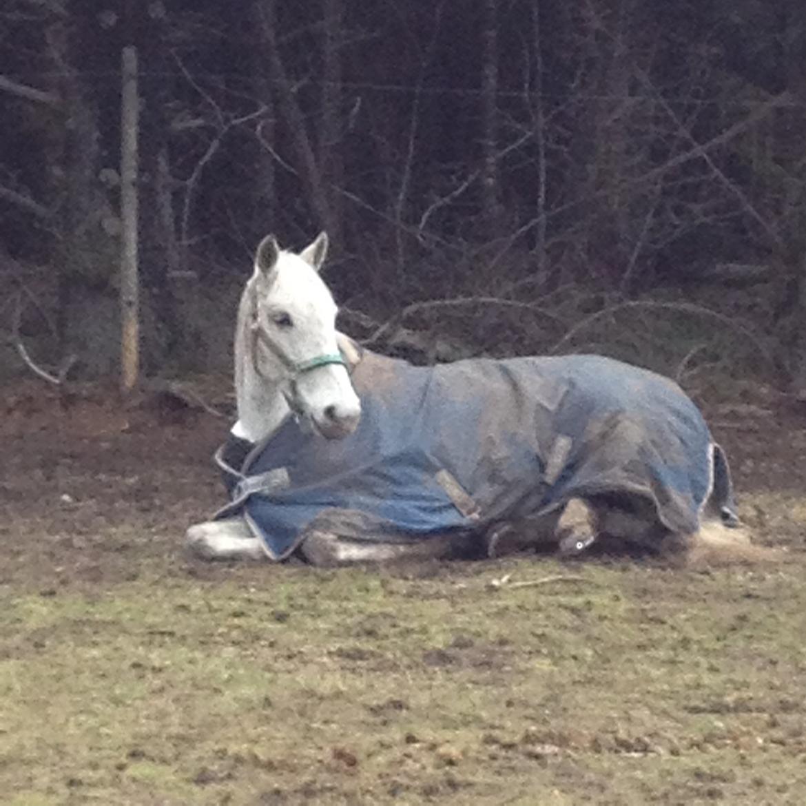 Irsk Sportspony Dalestown Double Trouble billede 18