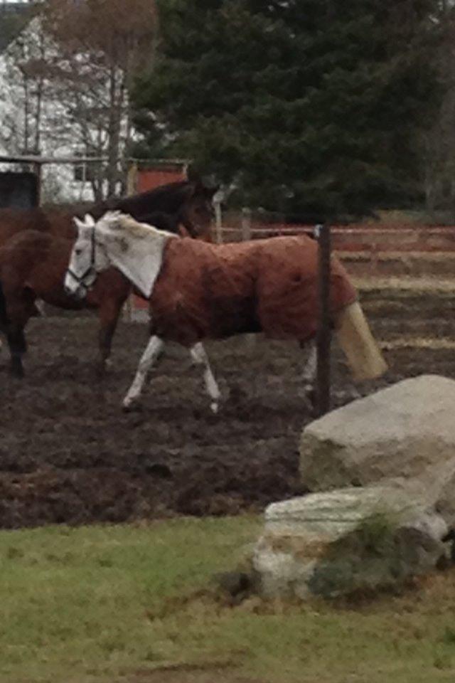 Irsk Sportspony Dalestown Double Trouble billede 19