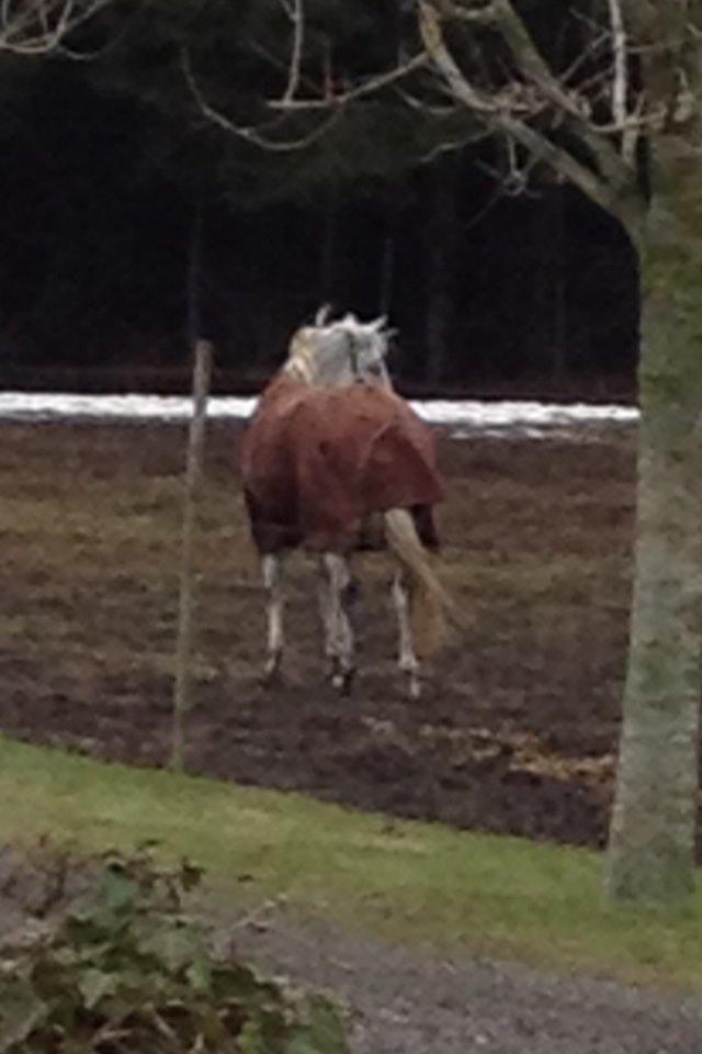 Irsk Sportspony Dalestown Double Trouble billede 20