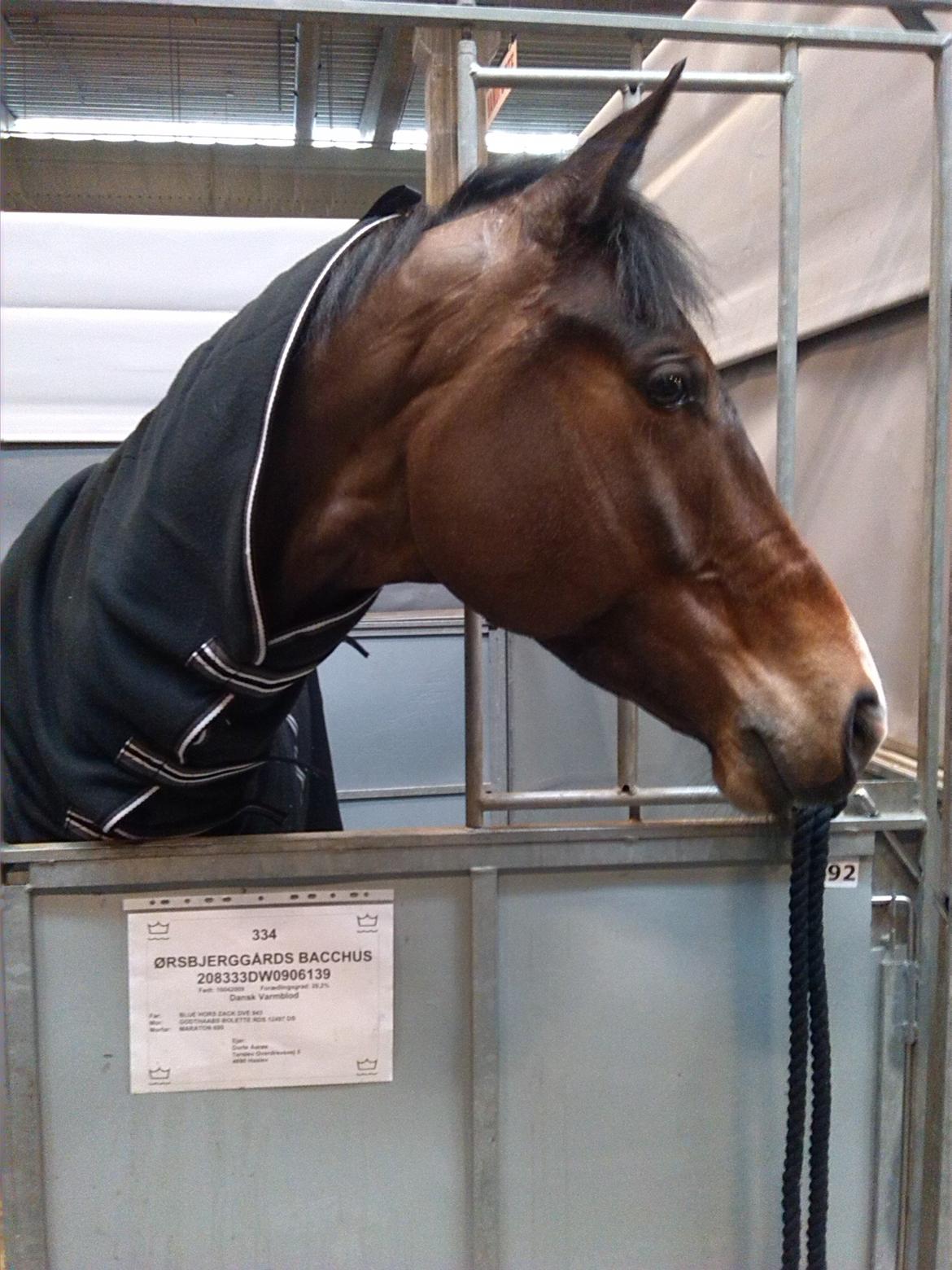 Dansk Varmblod Ørsbjerggårds Bacchus - Herning Hingste Kåring - UnghesteChampionat 2014  billede 15