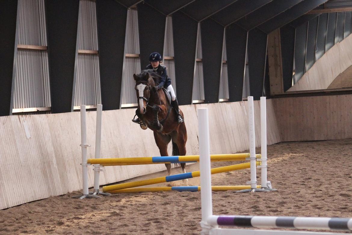 Dansk Varmblod Gade Drengen - Første stævne, LE :-) billede 16