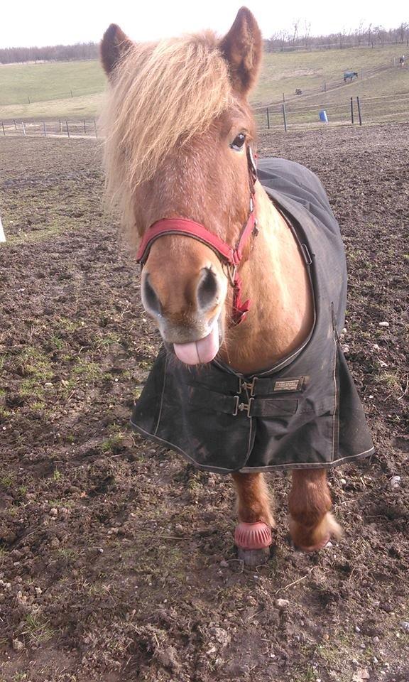 Islænder Magni fra Theilgaarden billede 14