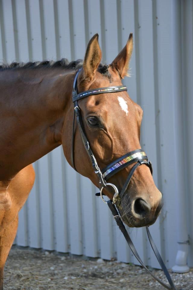 Trakehner Lalandia (Nulle) *RIP D. 24/7-15* billede 2