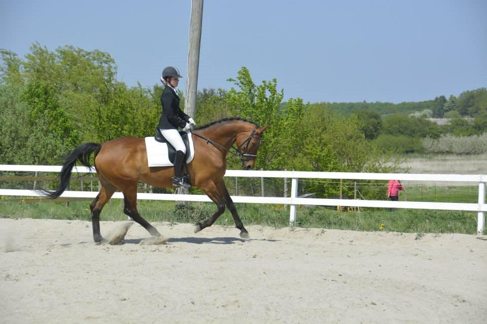 Trakehner Lalandia (Nulle) *RIP D. 24/7-15* billede 5