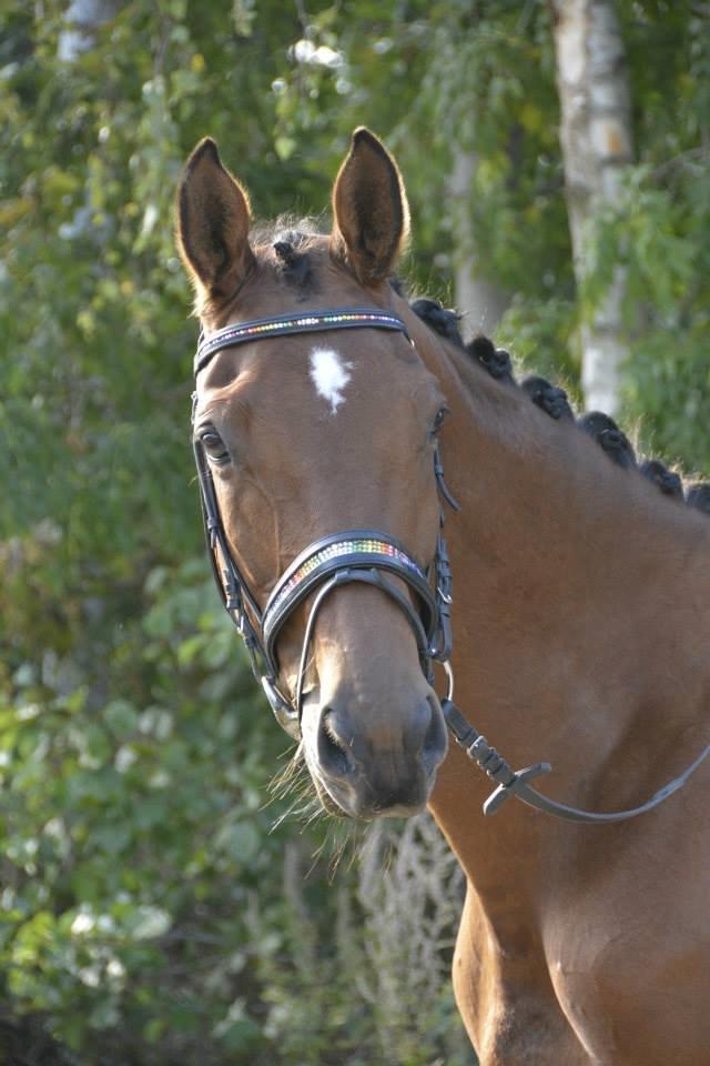 Trakehner Lalandia (Nulle) *RIP D. 24/7-15* billede 9