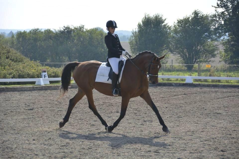 Trakehner Lalandia (Nulle) *RIP D. 24/7-15* billede 8
