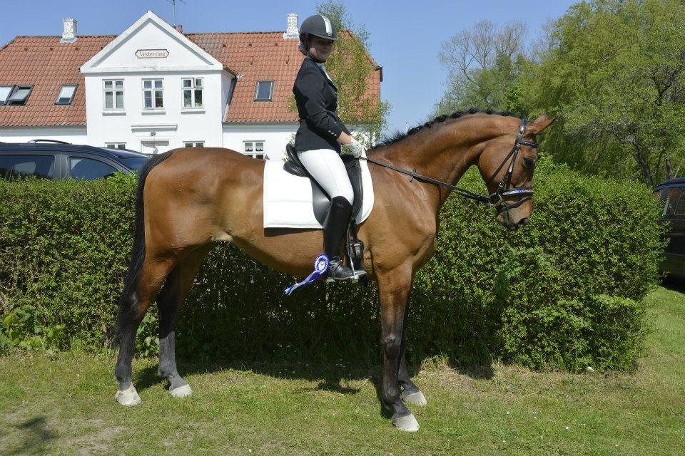Trakehner Lalandia (Nulle) *RIP D. 24/7-15* billede 12