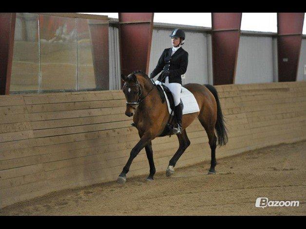 Trakehner Lalandia (Nulle) *RIP D. 24/7-15* billede 17