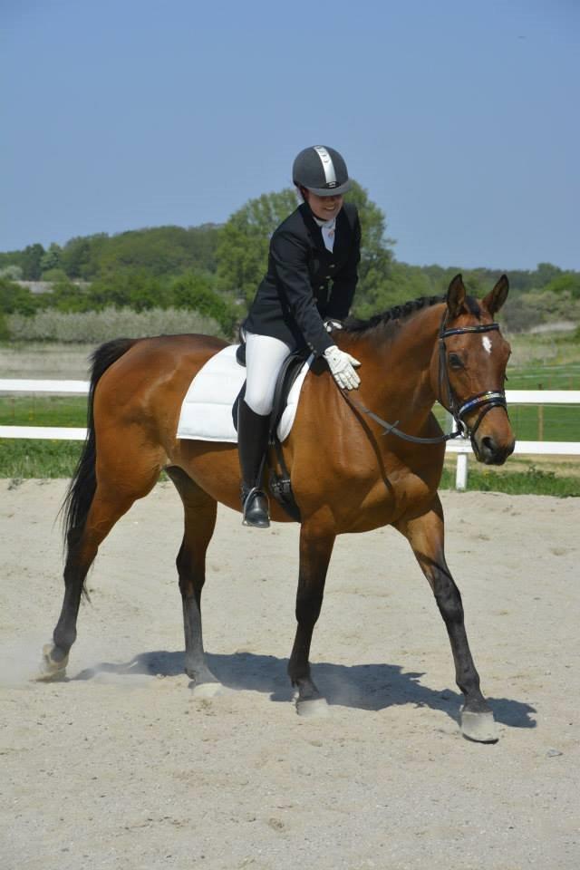 Trakehner Lalandia (Nulle) *RIP D. 24/7-15* billede 13