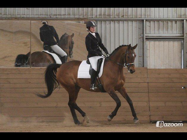 Trakehner Lalandia (Nulle) *RIP D. 24/7-15* billede 19