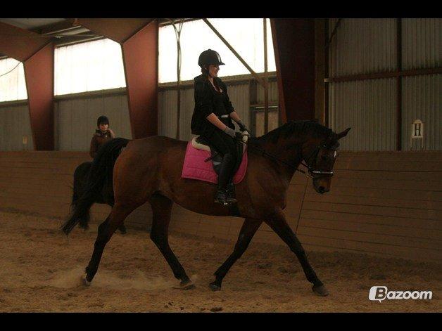 Trakehner Lalandia (Nulle) *RIP D. 24/7-15* billede 21