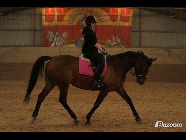 Trakehner Lalandia (Nulle) *RIP D. 24/7-15* billede 22